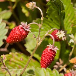 Fresas Reine des Vallees